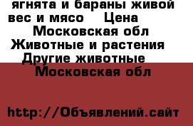 ягнята и бараны живой вес и мясо  › Цена ­ 240 - Московская обл. Животные и растения » Другие животные   . Московская обл.